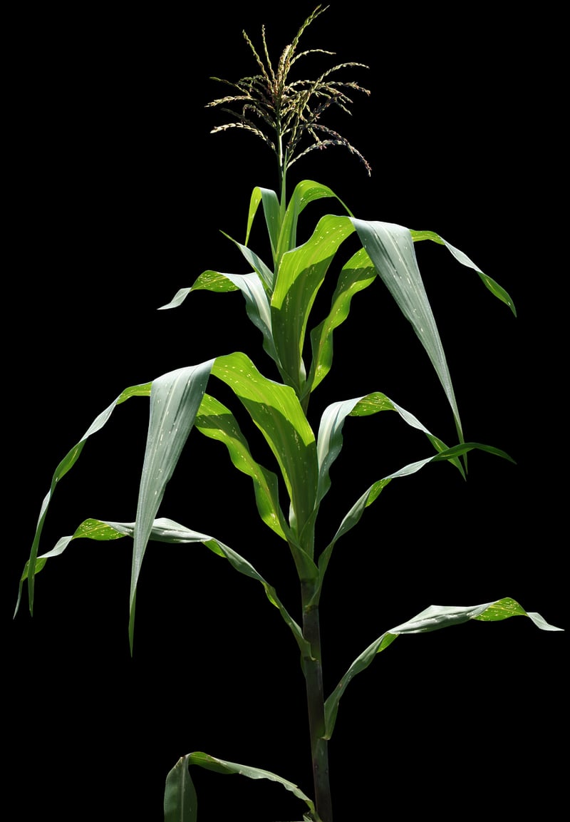 Green Thumb Innovations